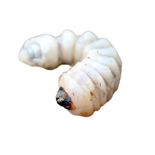 carcoma de la madera