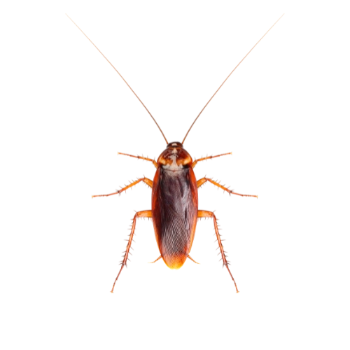 control de cucarachas